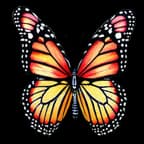 The Monarch Butterfly