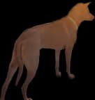 The Xoloitzcuintle Dog